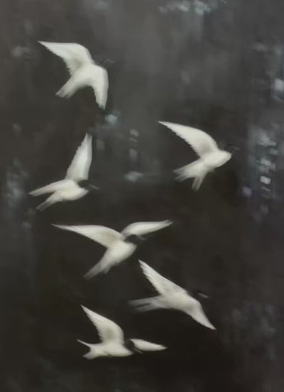 Flight: Original Minimalist Birds Oil Painting - Black and White Wall Art Decor